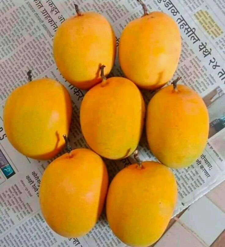 Ripe Ratnagiri Alphonso mangoes on newspaper