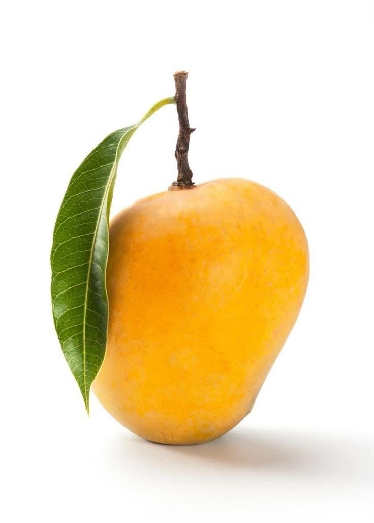 A single Alphonso mango with stem and leaf
