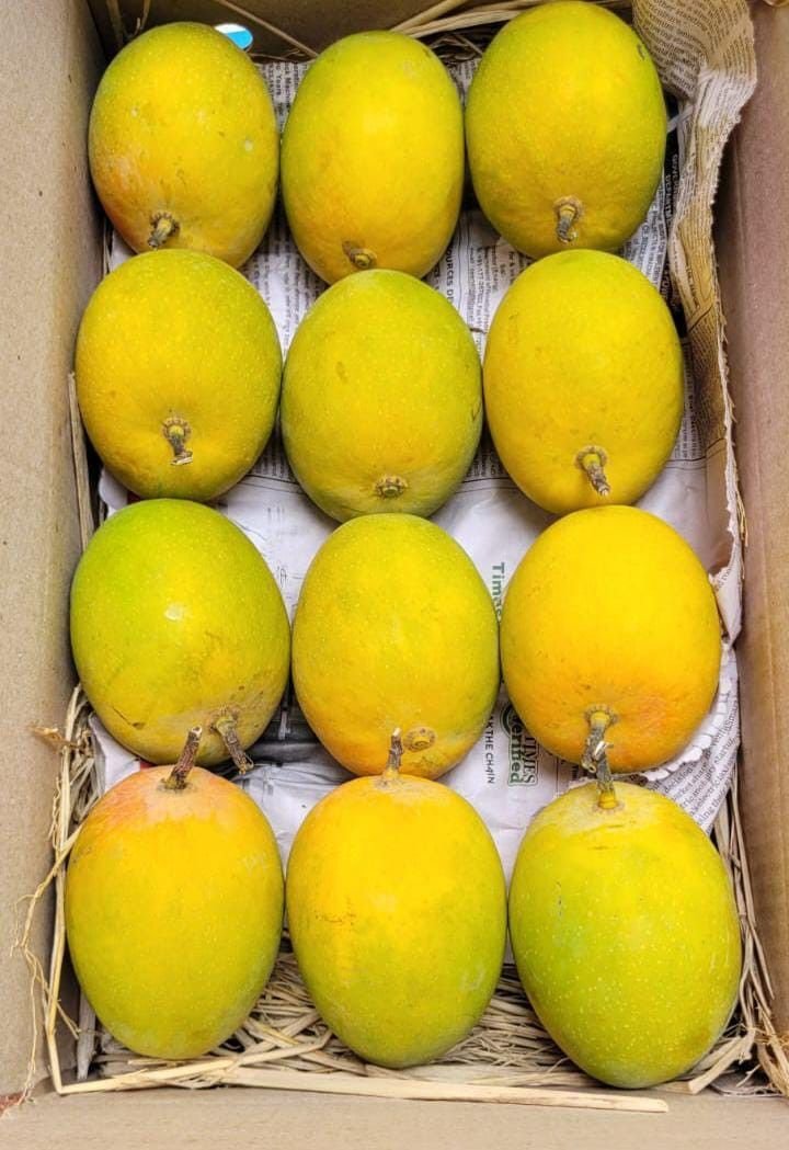 A packed carton of twelve Alphonso mangoes