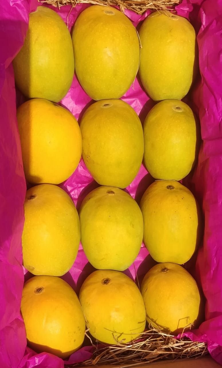 Graded Alphonso mangoes packed row by row