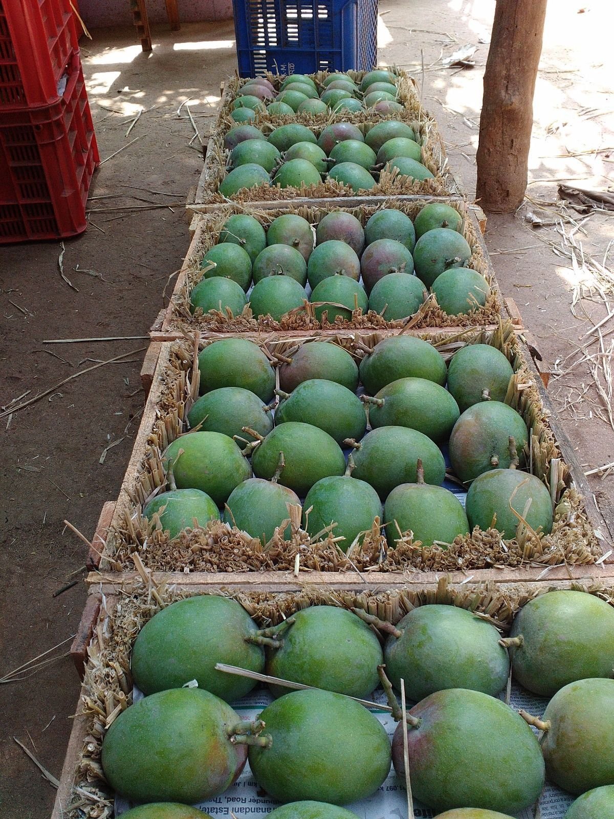 Mature-green Alphonso packed in straw-lined petis